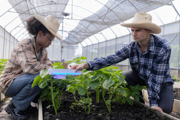 Gardener inspects and records quality of green lettuce in greenhouse cultivation. Horticulture...