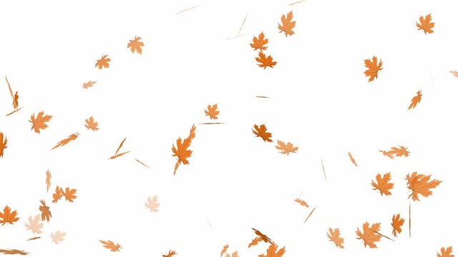 Autumn leaves falling 2D animated element. Thanksgiving seasonal clip in flat style, 4K resolution with white background. Cozy October foliage motion for autumn projects. Footage