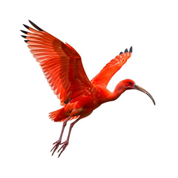 Scarlet ibis flying bird image stock photo animal wildlife tropical nature ornithology avian wings red bird on transparent background