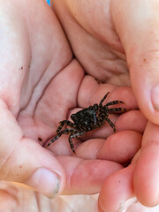 Children’s Hands Holding Small Crab at the Seaside in Sutomore, Montenegro