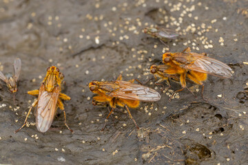 yellow dung fly or golden dung fly (scathophaga stercoraria) meeting on fresh cow pat for mating or copulating, afterwards laying eggs in the manure