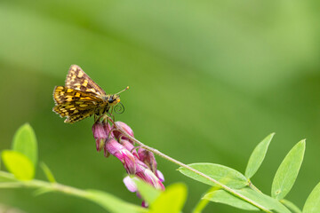 chequered skipper or arctic skipper (carterocephalus palaemon) found in Germany in the Steigerwald