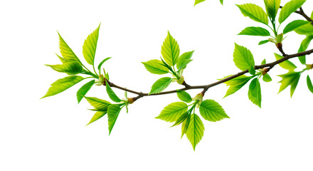 Obraz premium A vibrant branch with fresh green leaves against a solid black backdrop.
