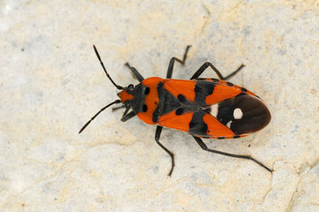Spilostethus saxatilis perching on rock found in Austria in the Valley of river Lech