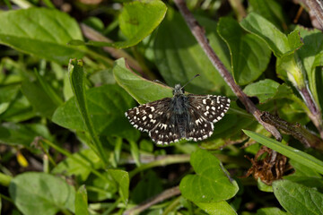 grizzled skipper (pyrgus malvae) found in Austria in the Valley of river Lech
