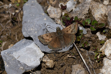 Obraz premium dingy skipper (erynnis tages) on the ground found in Austria in the Valley of river Lech