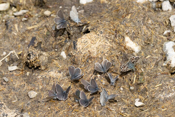 Plenty of Several small blue (cupido minimus) and one grizzled skipper (pyrgus malvae) are on a cow...