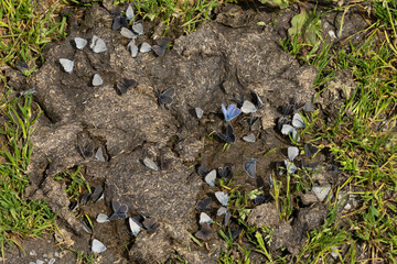 Plenty of Several small blue (cupido minimus) are on a cow pat and sucking salty moisture