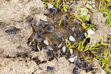 Plenty of Several small blue (cupido minimus) are on a cow pat and sucking salty moisture