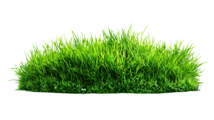Vibrant green grass on a white isolate background, perfect for landscaping and gardening themes.