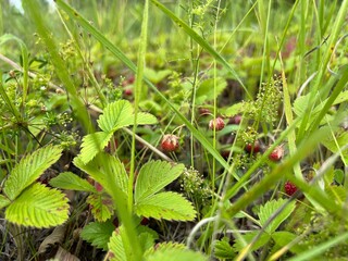 Wild strawberry berries close-up in a field in summer