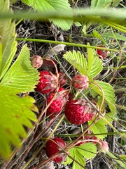 Wild strawberry berries close-up in a field in summer