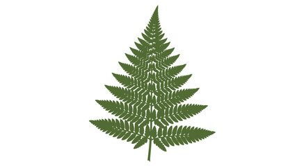Detailed fern leaf illustration