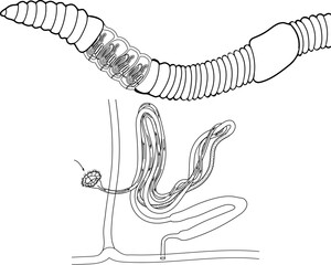 Coloring page with diagram of excretory system of earthworm. Scheme of nephridium of earthworm (Lumbricus terrestris) for biology lesson