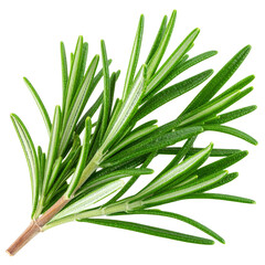 Fototapeta premium Close-Up of Single Rosemary Twig with Leaves – Transparent PNG Cutout