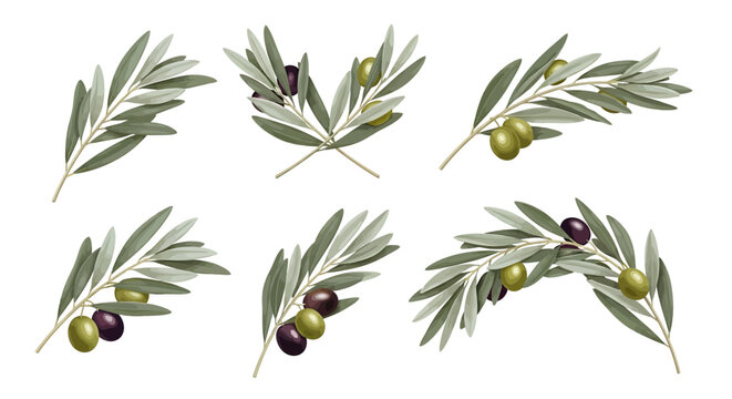 Olive branches with olives illustration