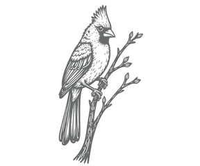 Detailed Illustration of a Northern Cardinal Perched on a Branch