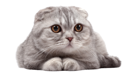 Gray Scottish Fold cat lying down on a white isolated background.