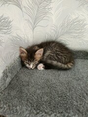 cat lying on the floor