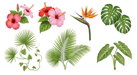 Tropical flowers and plants collection