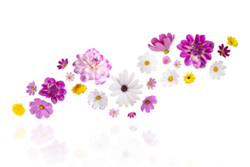 Colorful summer autumn background of flowers pink and white cosmos, dahlias, osteospermum and orange marigolds isolated on transparent background with clipping path. Floral Greeting card.