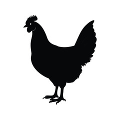 Black silhouette of a hen standing on a white isolated background