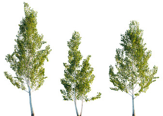 Himalayan Birch with White Bark and Green Foliage Isolated on White, Betula utilis Jacquemontii 