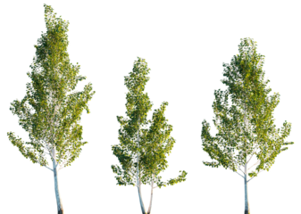 Himalayan Birch with White Bark and Green Foliage Isolated on White, Betula utilis Jacquemontii 