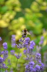 Honey bee on the blooming lavender plant .Nature, bee flower pollinators	.