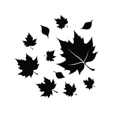 Black and white artistic representation of autumnal maple and plane tree leaves