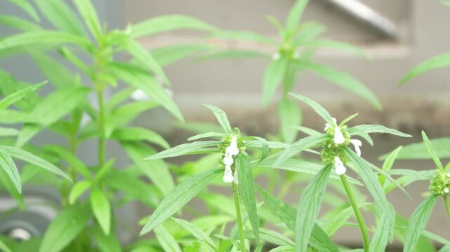 A white color butterfly flying around a Leucas aspera coomonly known as Leucas or Thumba plant. 
