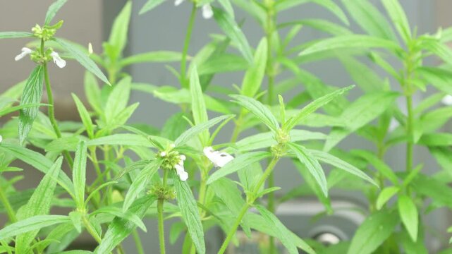 A white color butterfly flying around a Leucas aspera coomonly known as Leucas or Thumba plant. 