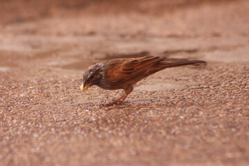 House bunting eating on the ground