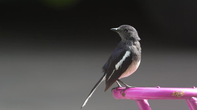 animal behavior - Oriental Magpie Robin Sopsychus saularis sitting in a bicycle and making surrounding observations