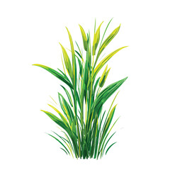 Fototapeta premium gras isolated in White Background, gras vector, Flat lay vector illustration