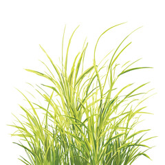 Obraz premium gras isolated in White Background, gras vector, Flat lay vector illustration