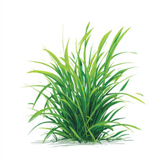 Fototapeta premium gras isolated in White Background, gras vector, Flat lay vector illustration