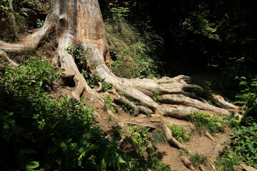 roots of a tree