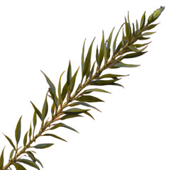 Obraz premium Vibrant Green Sprig Detailed Close-Up of a Lush, Elongated Plant Branch with Narrow Leaves, Isolated on White Background, Perfect for Botanical Illustrations, Nature Photography, and Design Elements