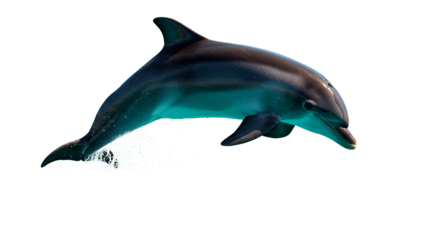 A dolphin gracefully jumps out of the ocean, capturing the essence of marine life.