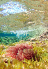 Dark blue ocean surface seen from underwater. Abstract waves underwater and rays of sunlight...