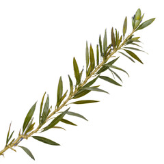 Obraz premium Lush Green Branch with Elongated Leaves and Delicate Blue Flowers A Detailed Botanical Image
