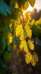 Sunlit vine leaves showing texture and detail against a blurred background