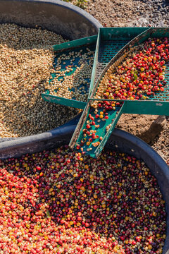 Coffee cherry pulping machine farmer. coffee bean machine process. Dry organic beans in coffee milling process. Process Harvest coffee beans to have their pulp remove. Farmer using a cherry pulping