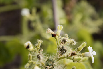 Small dark insect is resting on hairy flower buds with white petals in an outdoor setting.