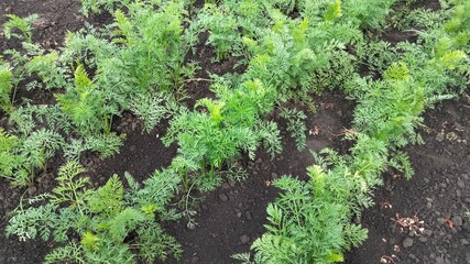 Side view of carrot plants growing in garden bed, lush green tops of root vegetables on fertile soil, organic farming concept