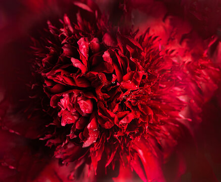 Red flower macro