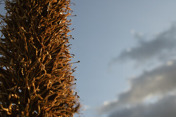 Dried agave stalk stands against the blue sky with puffy clouds, exhibiting delicate spiderwebs and...