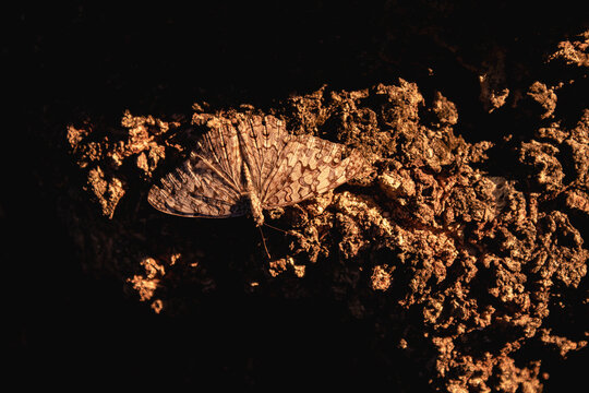 Butterfly rests motionless on coarse brown bark surface in darkened light