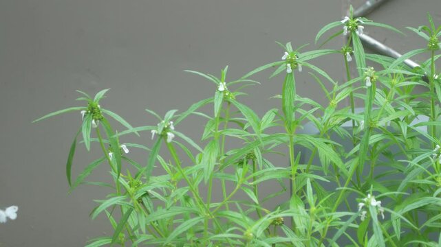 A white color butterfly flying around a Leucas aspera coomonly known as Leucas or Thumba plant. 